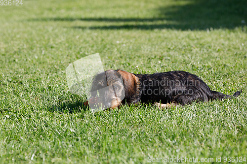 Image of cute female of brown dachshund in summer garden, european champion, breeding station, outdoor portrait on green grass