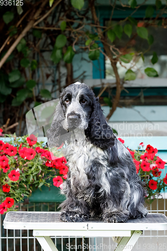 Image of portrait of sitting english cocker spaniel