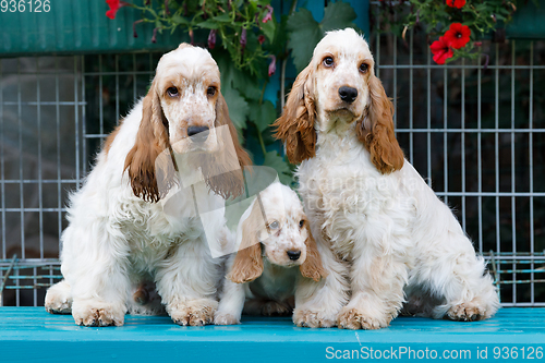 Image of purebred English Cocker Spaniel with puppy