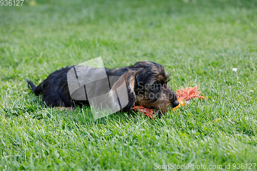Image of cute female of brown dachshund in summer garden, european champion, breeding station, outdoor portrait on green grass