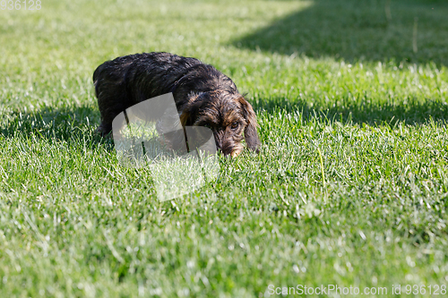 Image of cute female of brown dachshund in summer garden, european champion, breeding station, outdoor portrait on green grass