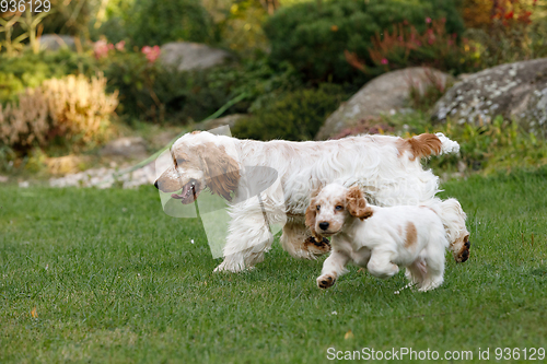 Image of purebred English Cocker Spaniel with puppy