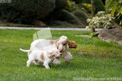 Image of purebred English Cocker Spaniel with puppy