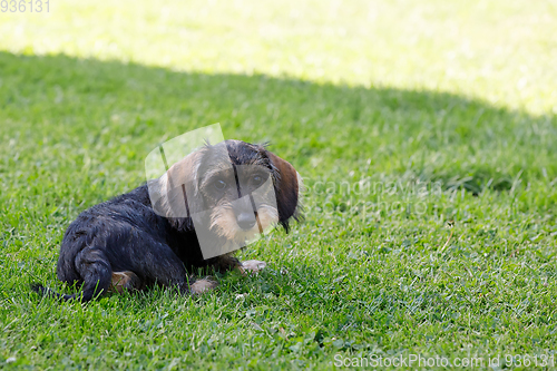 Image of cute female of brown dachshund in summer garden, european champion, breeding station, outdoor portrait on green grass