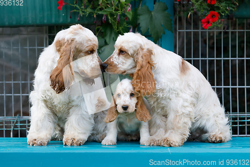 Image of purebred English Cocker Spaniel with puppy