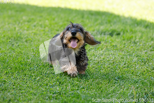 Image of cute female of brown dachshund in summer garden, european champion, breeding station, outdoor portrait on green grass