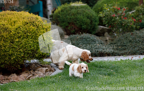 Image of purebred English Cocker Spaniel with puppy