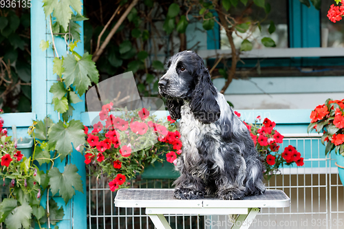 Image of portrait of sitting english cocker spaniel