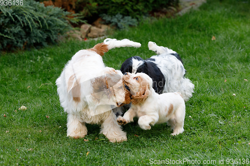 Image of purebred English Cocker Spaniel with puppy