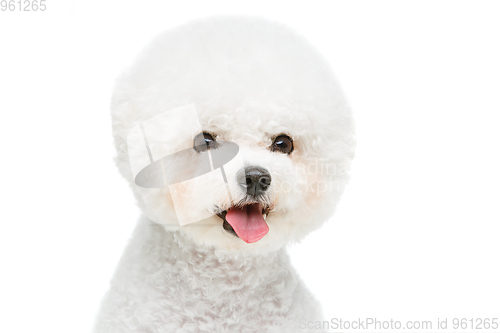 Image of beautiful bichon frisee dog