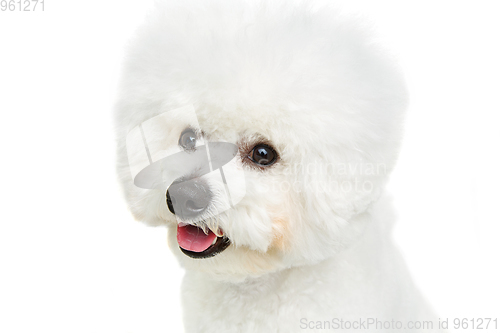 Image of beautiful bichon frisee dog