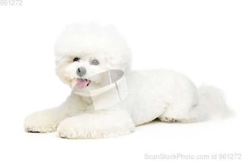 Image of beautiful bichon frisee dog