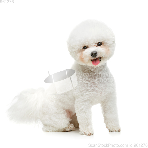 Image of beautiful bichon frisee dog