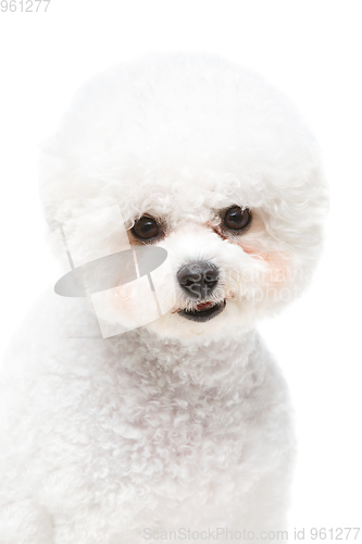 Image of beautiful bichon frisee dog