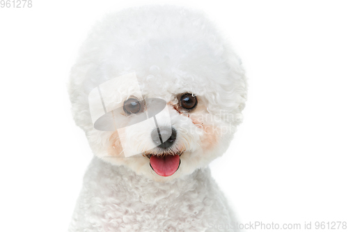 Image of beautiful bichon frisee dog