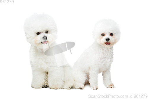 Image of beautiful bichon frisee dogs