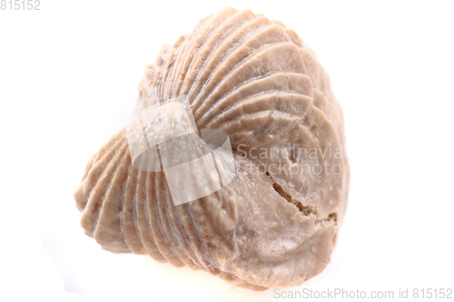 Image of shell fossil isolated