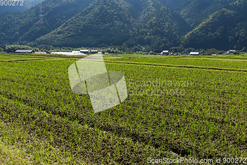 Image of Field and mountain