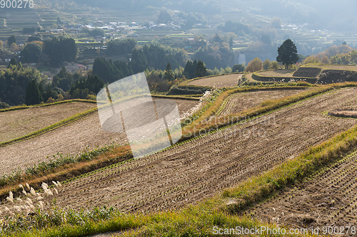 Image of Wheat field