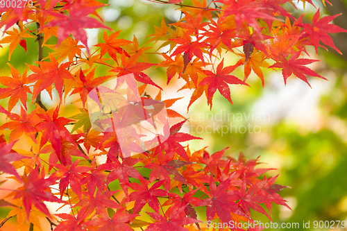 Image of Red maple tree