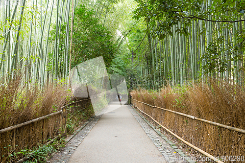 Image of Bamboo Forest of Kyoto, Japan