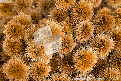 Image of Raw chestnut 