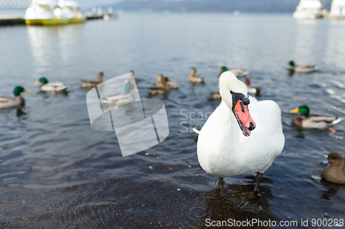 Image of White swan and duck in the lake