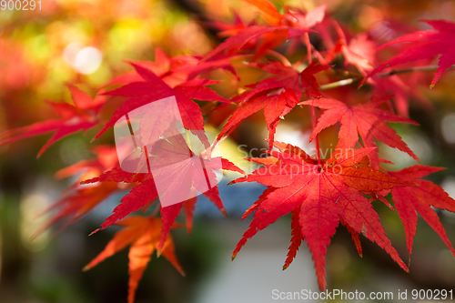 Image of Red maple leaves in autumn