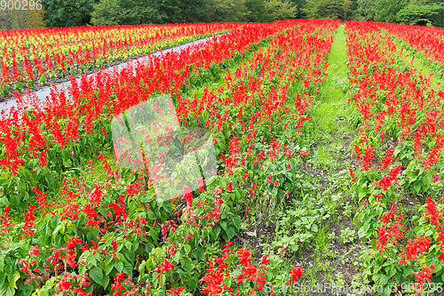 Image of Red Salvia garden