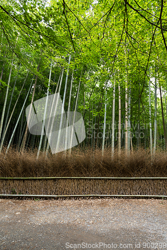 Image of Greenery Bamboo road