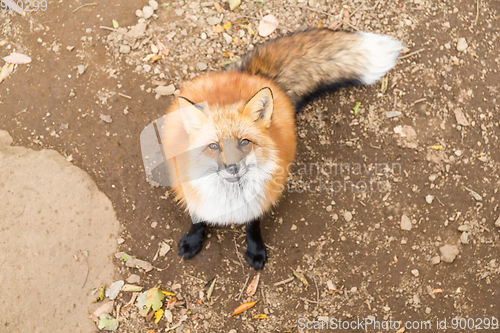 Image of Vulpes vulpes looking up