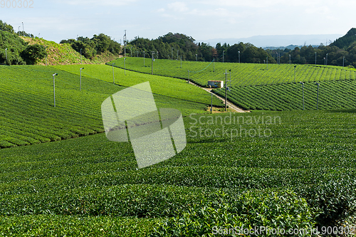 Image of Japanese green tea farm