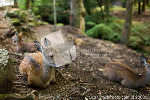 Image of Deer lying on ground