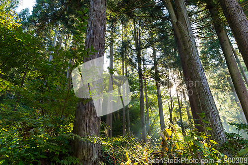 Image of Forest
