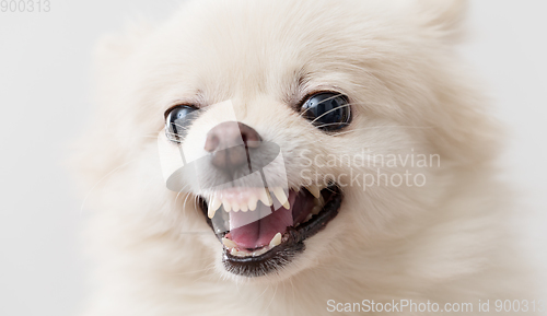 Image of Pomeranian dog barking
