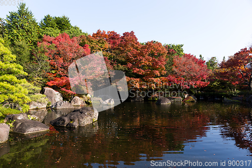 Image of Traditional Japanese Kokoen Garden with maple tree