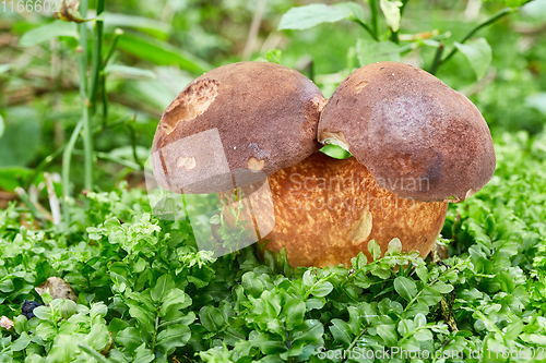 Image of Imleria badia. Fungus in the natural environment.