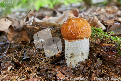 Image of Leccinum aurantiacum in the natural environment.