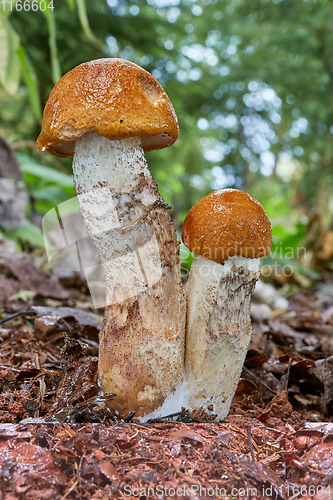Image of Leccinum aurantiacum in the natural environment.