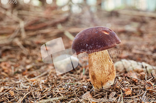 Image of Imleria badia. Fungus in the natural environment.