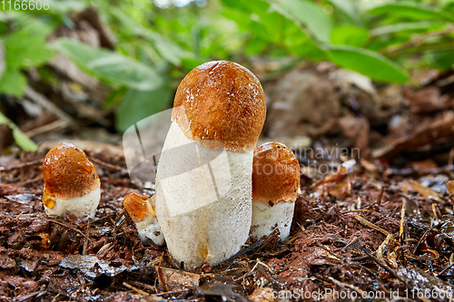 Image of Leccinum aurantiacum in the natural environment.