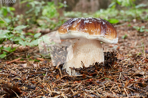 Image of Boletus edulis. Fungus in the natural environment.