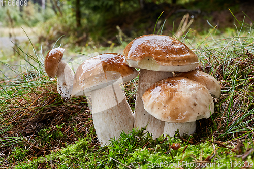 Image of Boletus edulis. Fungus in the natural environment.