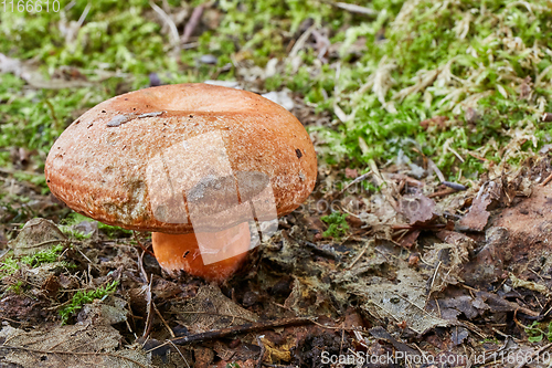 Image of Lactarius deliciosus in the natural environment.