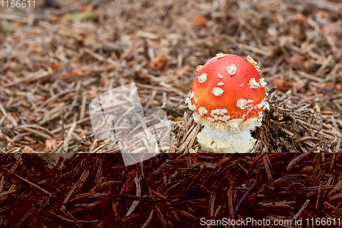 Image of Amanita muscaria in the natural environment.