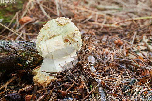 Image of Amanita citrina.Fungus in the natural environment.