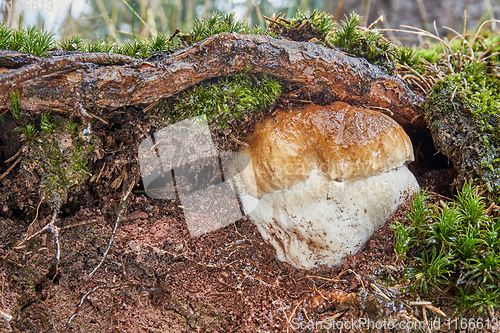 Image of Boletus edulis. Fungus in the natural environment.