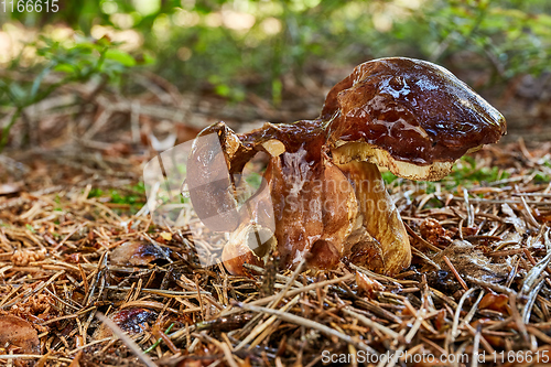 Image of Imleria badia. Fungus in the natural environment.