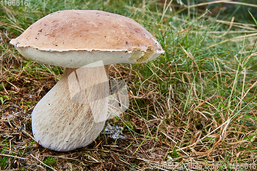 Image of Boletus edulis. Fungus in the natural environment.