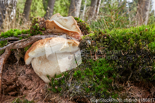 Image of Boletus edulis. Fungus in the natural environment.